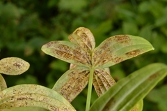 Leptotrochila verrucosa