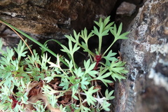 Saxifraga praetermissa