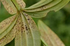 Leptotrochila verrucosa