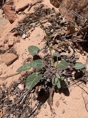 Eriogonum zionis
