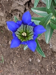 Gentiana parryi