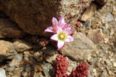 Sedum candolleanum