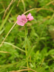 Sidalcea hendersonii