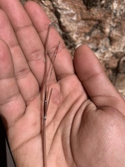 Eriogonum zionis