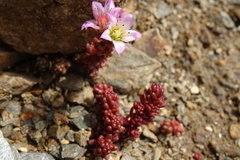 Sedum candolleanum