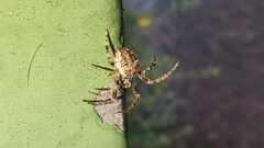 Larinioides sclopetarius