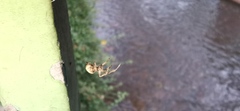 Larinioides sclopetarius