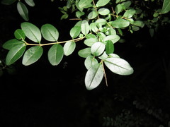 Magnoliopsida