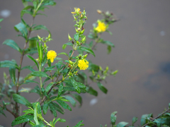 Hypericum densiflorum