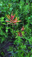 Erythrina leptorhiza