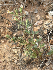 Stylosanthes viscosa