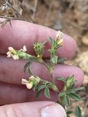 Stylosanthes viscosa