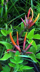 Erythrina leptorhiza