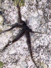 Ophiocoma scolopendrina