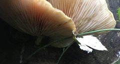Rhodotus palmatus