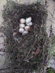 Troglodytes troglodytes