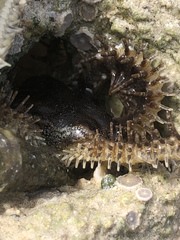 Ophiocoma scolopendrina