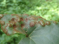 Puccinia asarina