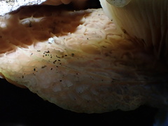 Rhodotus palmatus
