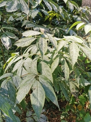 Erysiphe vanbruntiana sambuci-racemosae