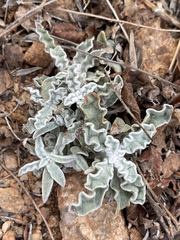 Froelichia xantusii