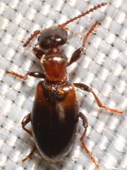Omonadus formicarius