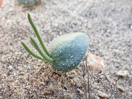 Image of Eriospermum proliferum by (c) Ren Hoekstra, some rights reserved (CC BY)