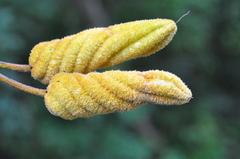 Helicteres baruensis