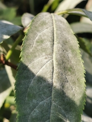 Erysiphe vanbruntiana sambuci-racemosae