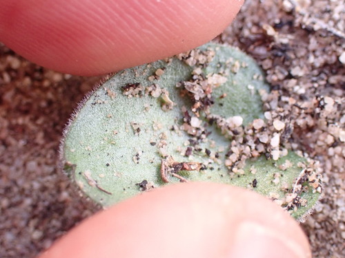 Image of Eriospermum proliferum by (c) Ren Hoekstra, some rights reserved (CC BY)