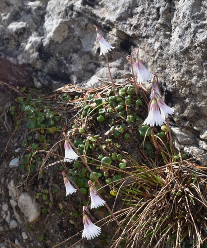 Image of Soldanella minima by (c) Gail A Baker, some rights reserved (CC BY)