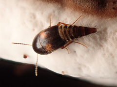 Sepedophilus bipustulatus