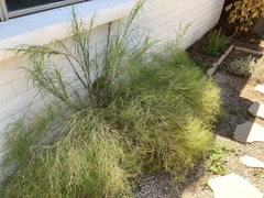 Muhlenbergia dumosa