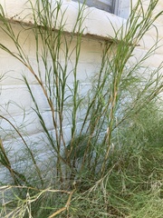 Muhlenbergia dumosa