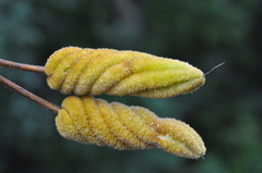 Helicteres baruensis