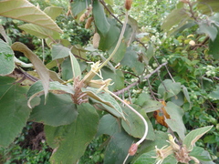 Helicteres baruensis