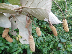Helicteres baruensis