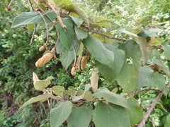 Helicteres baruensis