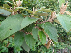 Helicteres baruensis