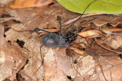 Ischyropsalis luteipes