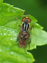 Helophilina