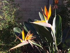Strelitzia reginae reginae