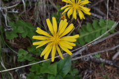 Aposeris