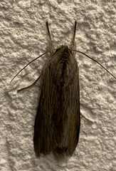 Cucullia umbratica