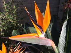 Strelitzia reginae reginae