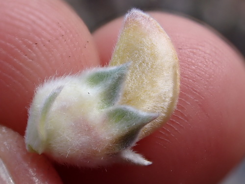 Image of Aspalathus nickhelmei by (c) Ren Hoekstra, some rights reserved (CC BY)