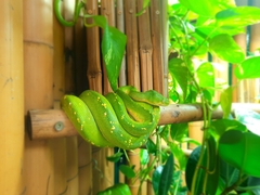 Morelia viridis