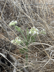 Cnidoscolus maculatus