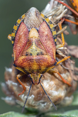 Carpocoris pudicus