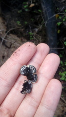 Daldinia concentrica